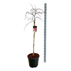 Klevas plaštakinis (Lot Acer pal.) 'Garnet' C30 STIEBAS 100 CM - nuotrauka 1
