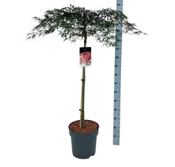 Klevas plaštakinis (Lot Acer pal.) 'Garnet' C30 STIEBAS 100 CM - nuotrauka 2