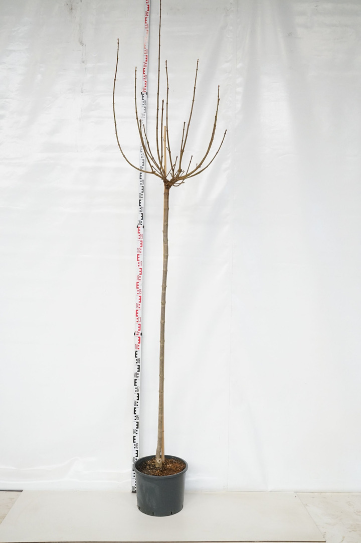 Klevas paprastasis (Lot Acer plat.) 'Globosum' C25 STIEBAS 180 CM KAMIENO APIMTIS 8-10 CM
