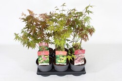 Klevas plaštakinis MIX (Lot Acer pal. in)  C1,5/P15 25-30 CM - nuotrauka 2