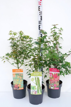 Klevas plaštakinis MIX (Lot Acer pal. in) C3/P19 50-60 CM - nuotrauka 1