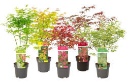 Klevas plaštakinis MIX (Lot Acer pal. in) C3/P19 50-60 CM - nuotrauka 2