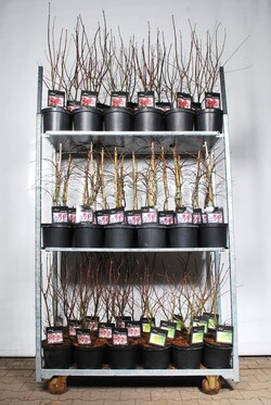 Klevas plaštakinis MIX (Lot Acer pal. in)  C5/P23 50-60 CM - nuotrauka 1