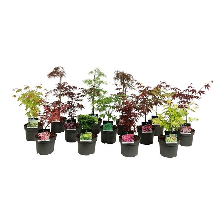 Klevas plaštakinis MIX (Lot Acer pal. in)  C5/P23 50-60 CM
