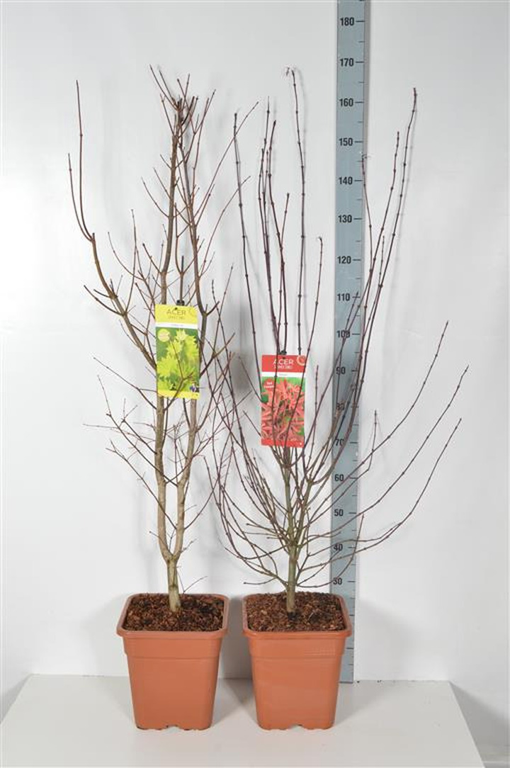 Klevas plaštakinis MIX (Lot Acer pal. in) C14 100-125 CM | KLEVAI | MEDŽIAI