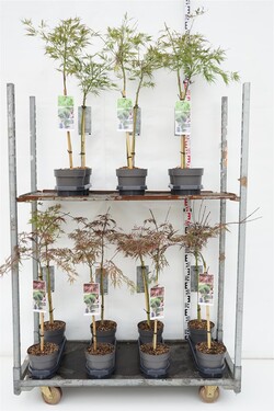 Klevas plaštakinis MIX (Lot Acer pal. in)  3x7 'Dissectum', 'Hime Shojo' & 'Inabe-shidare' C3/P19 STIEBAS 50 CM