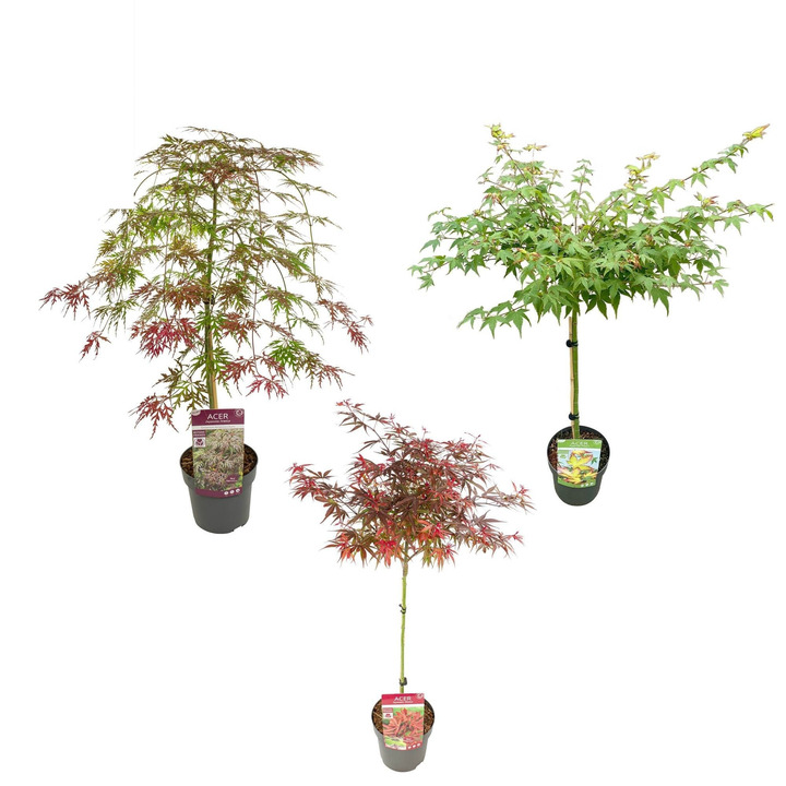 Klevas plaštakinis MIX (Lot Acer pal. in) C3/P19 STIEBAS 70 CM