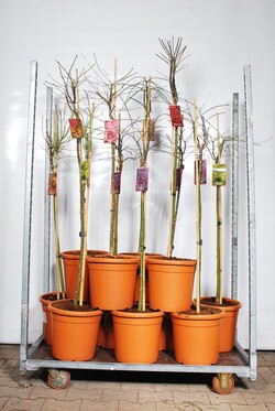Klevas plaštakinis MIX (Lot Acer pal. in)   C18 STIEBAS 90 CM - nuotrauka 1