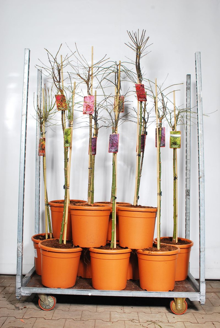 Klevas plaštakinis MIX (Lot Acer pal. in)   C18 STIEBAS 90 CM