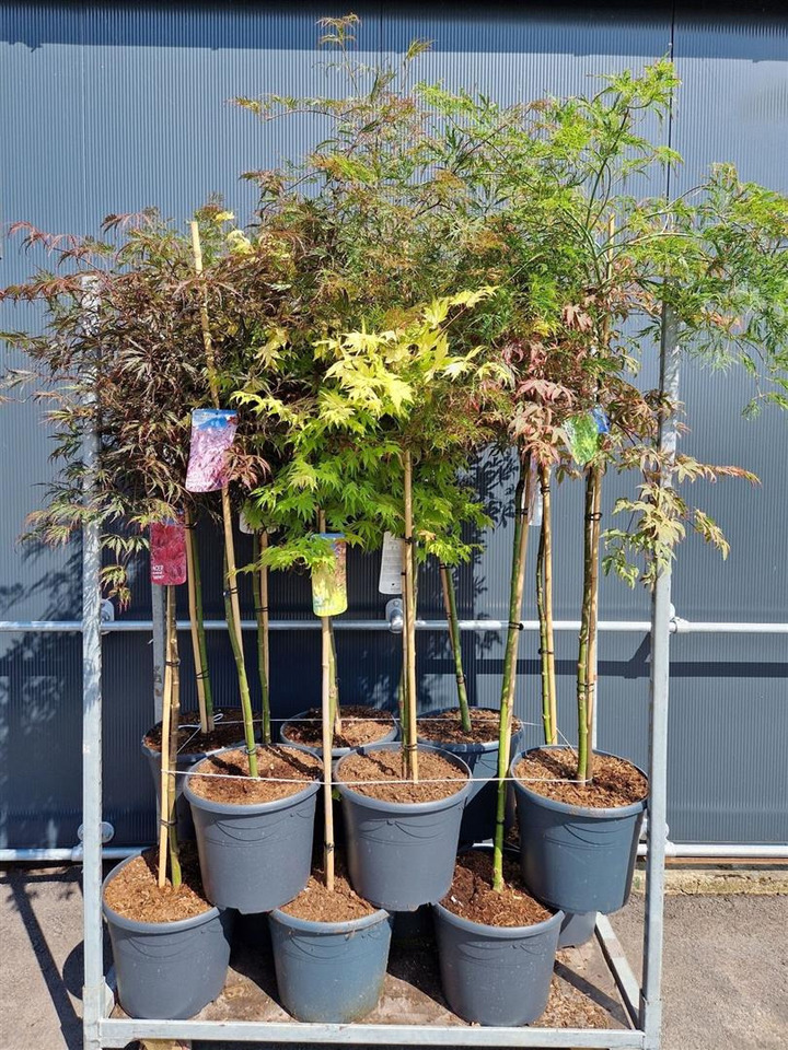 Klevas plaštakinis MIX (Lot Acer pal. in)   C18 STIEBAS 90 CM