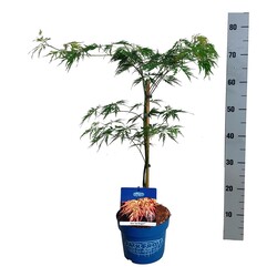 Klevas (Lot Acer) 'Ice Dragon' C3/P19 40-50 CM (Jack Frost) - nuotrauka 2