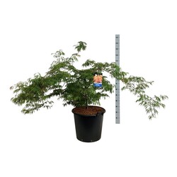 Klevas (Lot Acer) 'Ice Dragon' C15 100-125 CM (Jack Frost) - nuotrauka 2