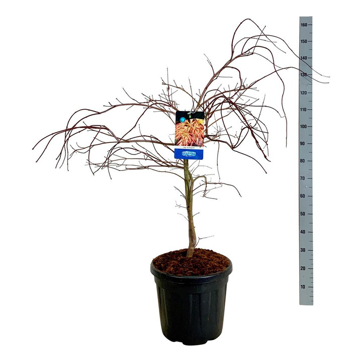 Klevas (Lot Acer) 'Ice Dragon' C30 80-100 CM WIDE/EXTRA (Jack Frost)