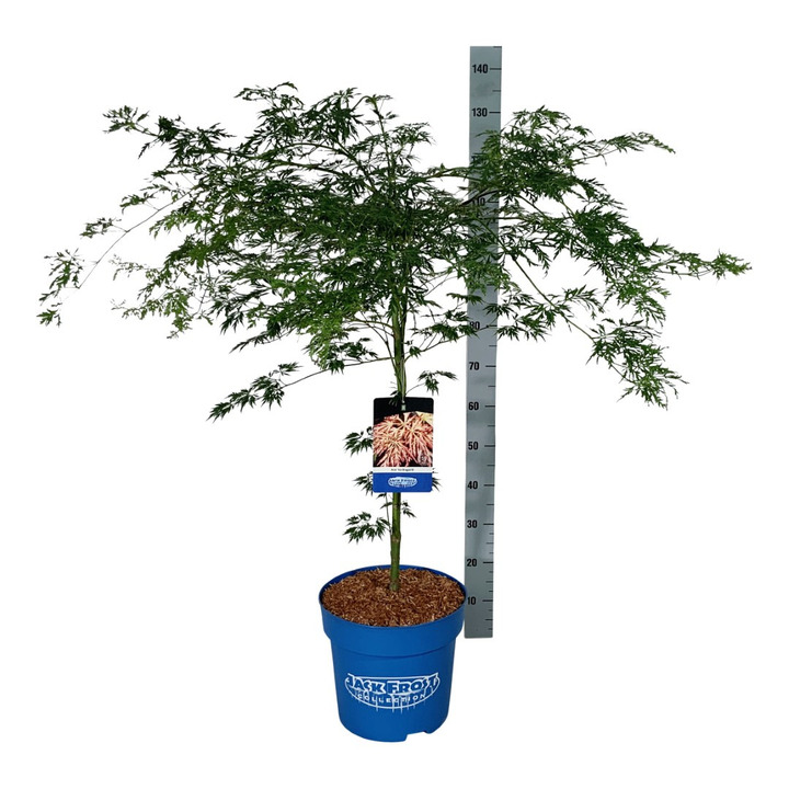 Klevas (Lot Acer) 'Ice Dragon' C30 80-100 CM WIDE/EXTRA (Jack Frost)
