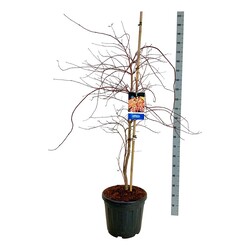 Klevas (Lot Acer) 'Ice Dragon' C30 125-150CM EXTRA | KLEVAI | MEDŽIAI