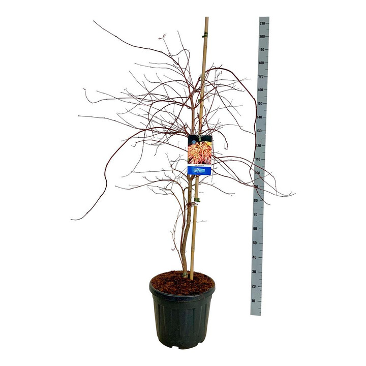 Klevas (Lot Acer) 'Ice Dragon' C30 125-150CM EXTRA | KLEVAI | MEDŽIAI