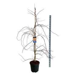 Klevas (Lot Acer) 'Ice Dragon' C30 200-225CM EXTRA (Jack Frost) - nuotrauka 1