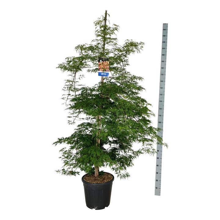 Klevas (Lot Acer) 'Ice Dragon' C30 200-225CM EXTRA (Jack Frost)