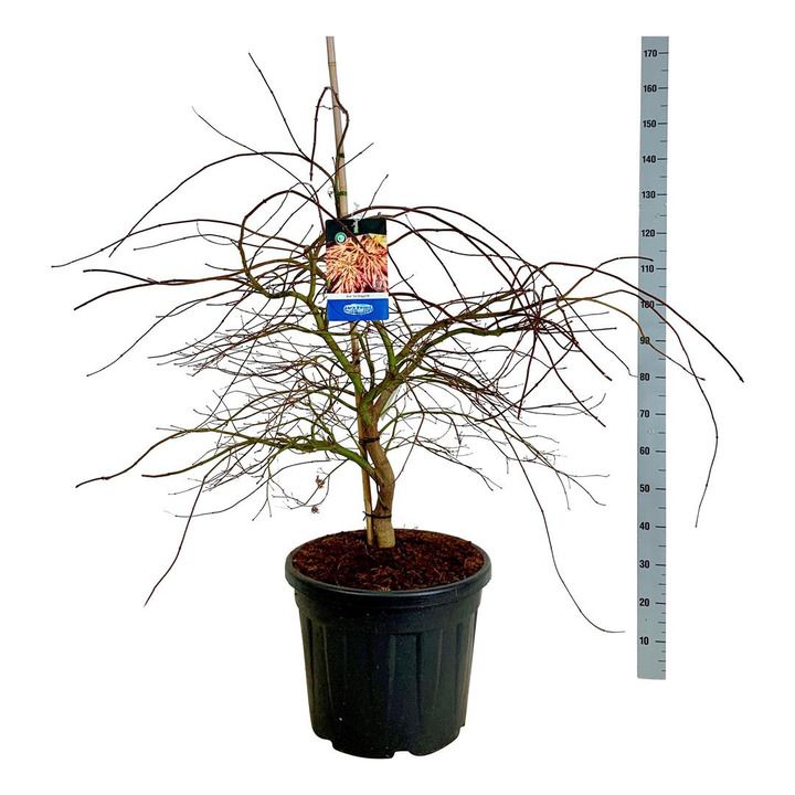 Klevas (Lot Acer) 'Ice Dragon' C55 80-100 CM EXTRA (Jack Frost)