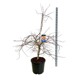 Klevas (Lot Acer) 'Ice Dragon' C55 125-150CM EXTRA (Jack Frost) - nuotrauka 1
