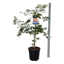 Klevas (Lot Acer) 'Ice Dragon' C55 125-150CM EXTRA (Jack Frost) - nuotrauka 2