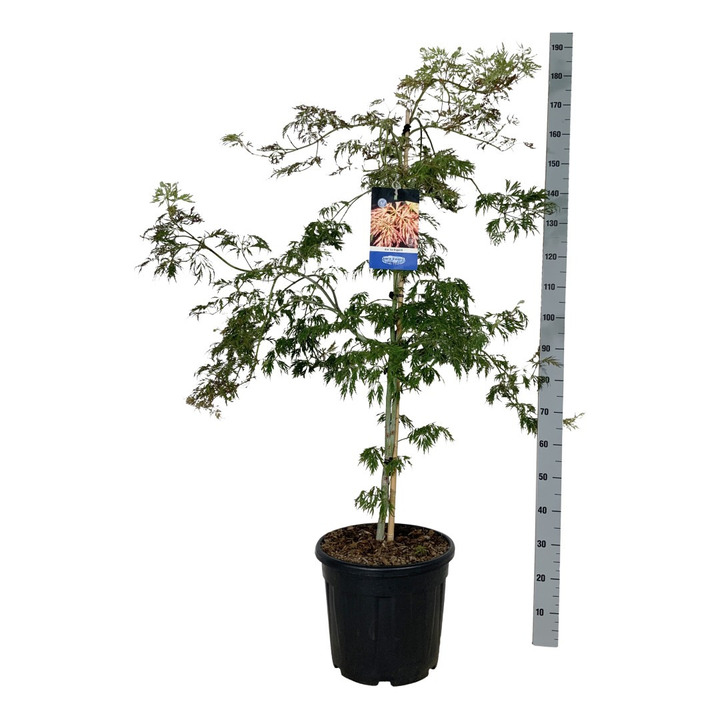 Klevas (Lot Acer) 'Ice Dragon' C55 125-150CM | KLEVAI | MEDŽIAI