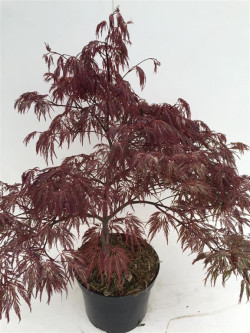 Klevas plaštakinis (Lot Acer pal.) 'Inaba-shidare' C4/P21 40-50 CM - nuotrauka 1