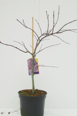 Klevas plaštakinis (Lot Acer pal.) 'Inaba-shidare' C4/P21 40-50 CM - nuotrauka 2