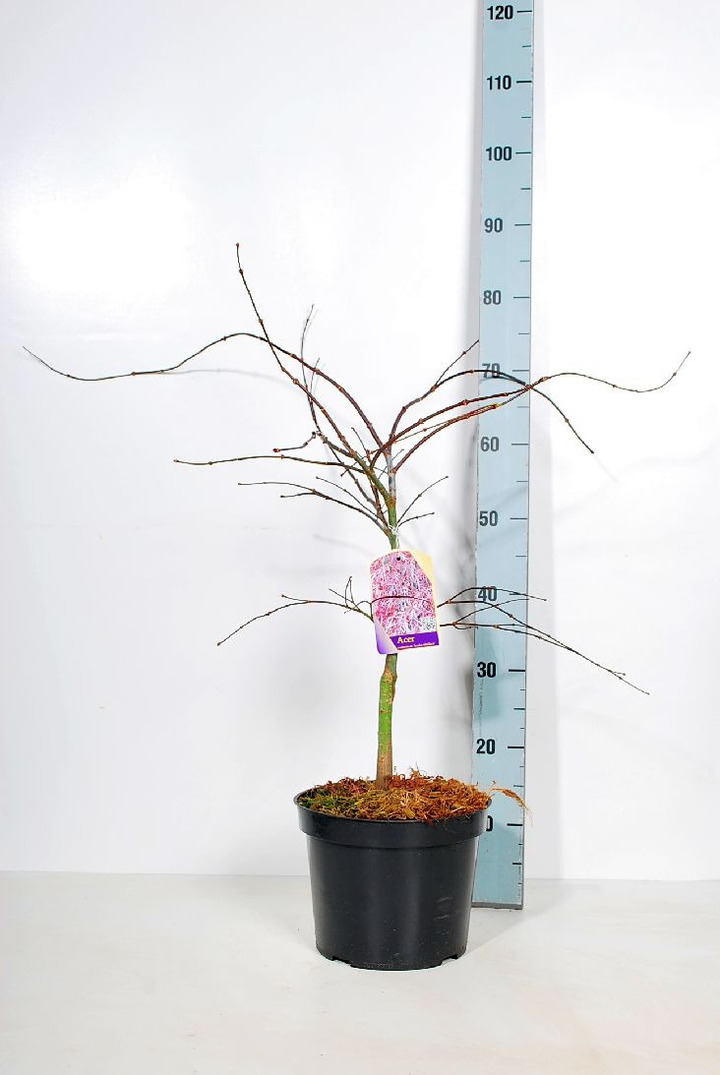 Klevas plaštakinis (Lot Acer pal.) 'Inaba-shidare' C5/P23 50-60 CM
