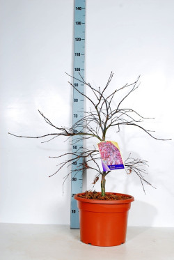 Klevas plaštakinis (Lot Acer pal.) 'Inaba-shidare' C15 60-80 CM - nuotrauka 2