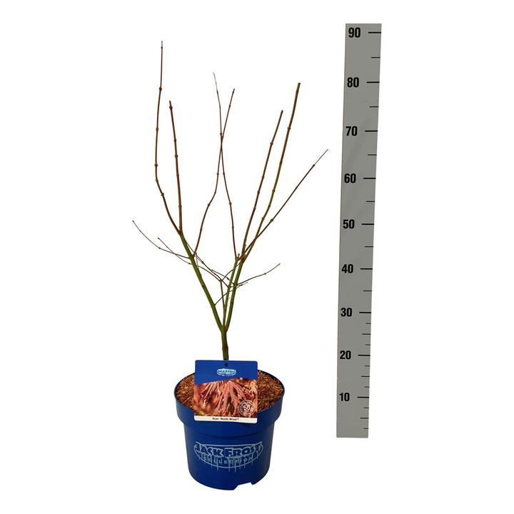 Klevas (Lot Acer) 'North Wind' C5/P23 50-60 CM | KLEVAI | MEDŽIAI