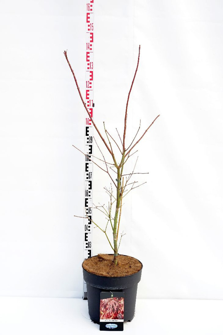Klevas (Lot Acer) 'North Wind' C15 100-125 CM | KLEVAI | MEDŽIAI