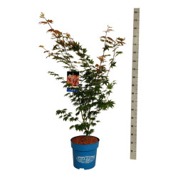 Klevas (Lot Acer) 'North Wind' C15 100-125 CM (Jack Frost) - nuotrauka 2