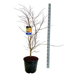 Klevas (Lot Acer) 'North Wind' C30 100-125CM EXTRA (Jack Frost) - nuotrauka 1