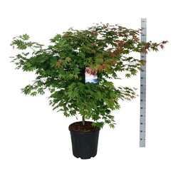 Klevas (Lot Acer) 'North Wind' C30 100-125CM EXTRA (Jack Frost) - nuotrauka 2