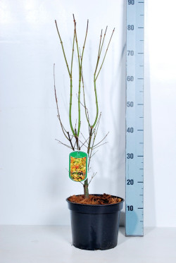 Klevas plaštakinis (Lot Acer pal.) 'Orange Dream' C4/P21 50-60 CM