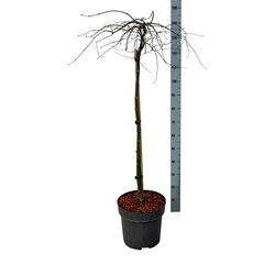 Klevas plaštakinis (Lot Acer pal.) 'Orangeola' C15 STIEBAS 90 CM - nuotrauka 1