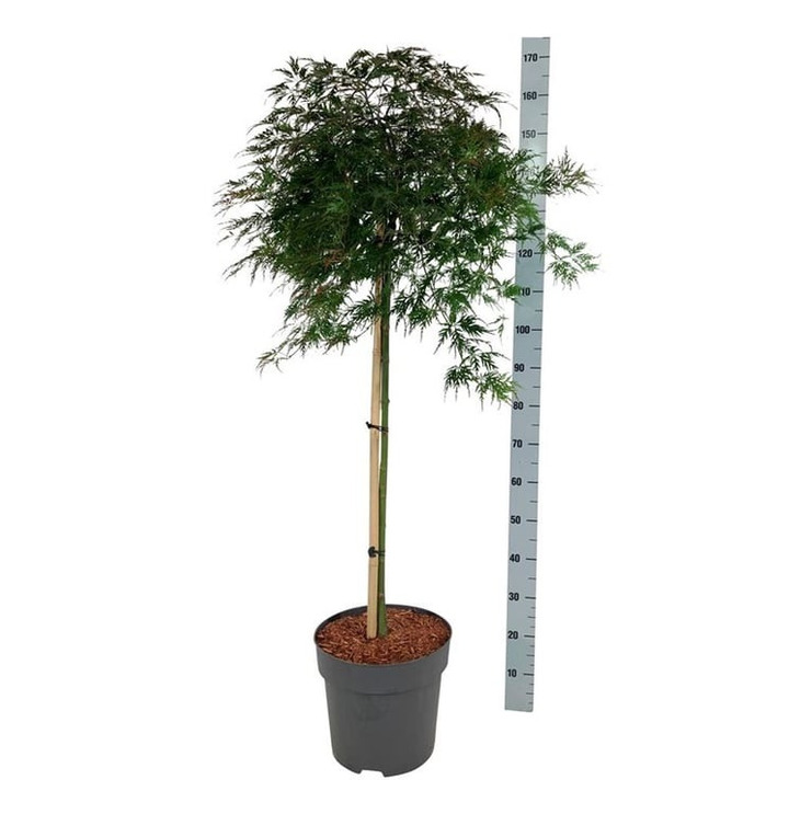 Klevas plaštakinis (Lot Acer pal.) 'Orangeola' C15 KOTAS 90 CM | KLEVAI | MEDŽIAI