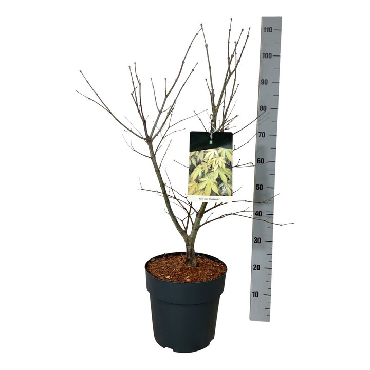 Klevas plaštakinis (Lot Acer pal.) 'Osakazuki' C10 60-80 CM
