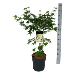 Klevas plaštakinis (Lot Acer pal.) 'Osakazuki' C10 60-80 CM - nuotrauka 2