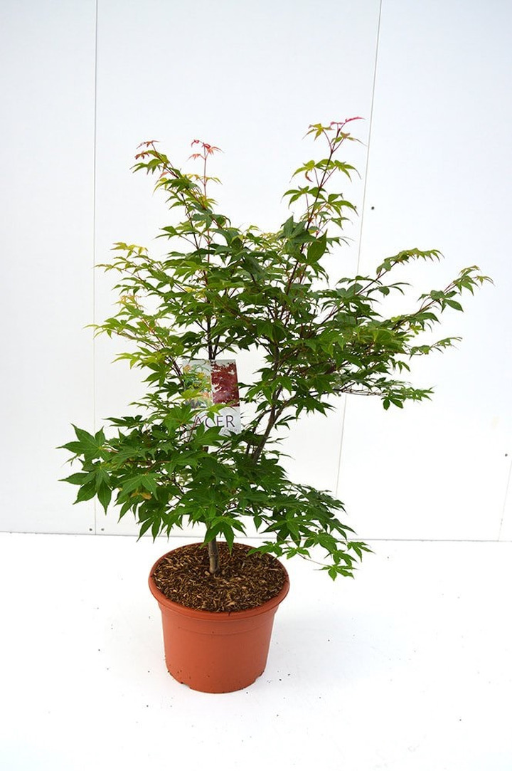 Klevas plaštakinis (Lot Acer pal.) 'Osakazuki' C15 80-100 CM | KLEVAI | MEDŽIAI