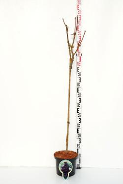 Klevas paprastasis (Lot Acer plat.) 'Royal Red' C5/P23 STIEBAS 80 CM