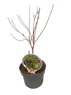 Klevas plaštakinis (Lot Acer pal.) 'Sangokaku' C3/P19 40-50 CM - nuotrauka 1