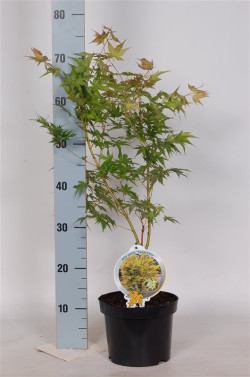 Klevas plaštakinis (Lot Acer pal.) 'Sangokaku' C3/P19 40-50 CM - nuotrauka 2