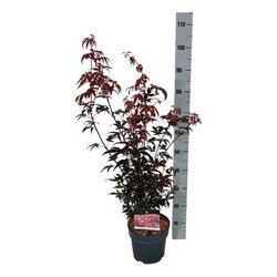 Klevas plaštakinis (Lot Acer pal.) 'Skeeter's Broom' C4/P21 40-50 CM | KLEVAI | MEDŽIAI