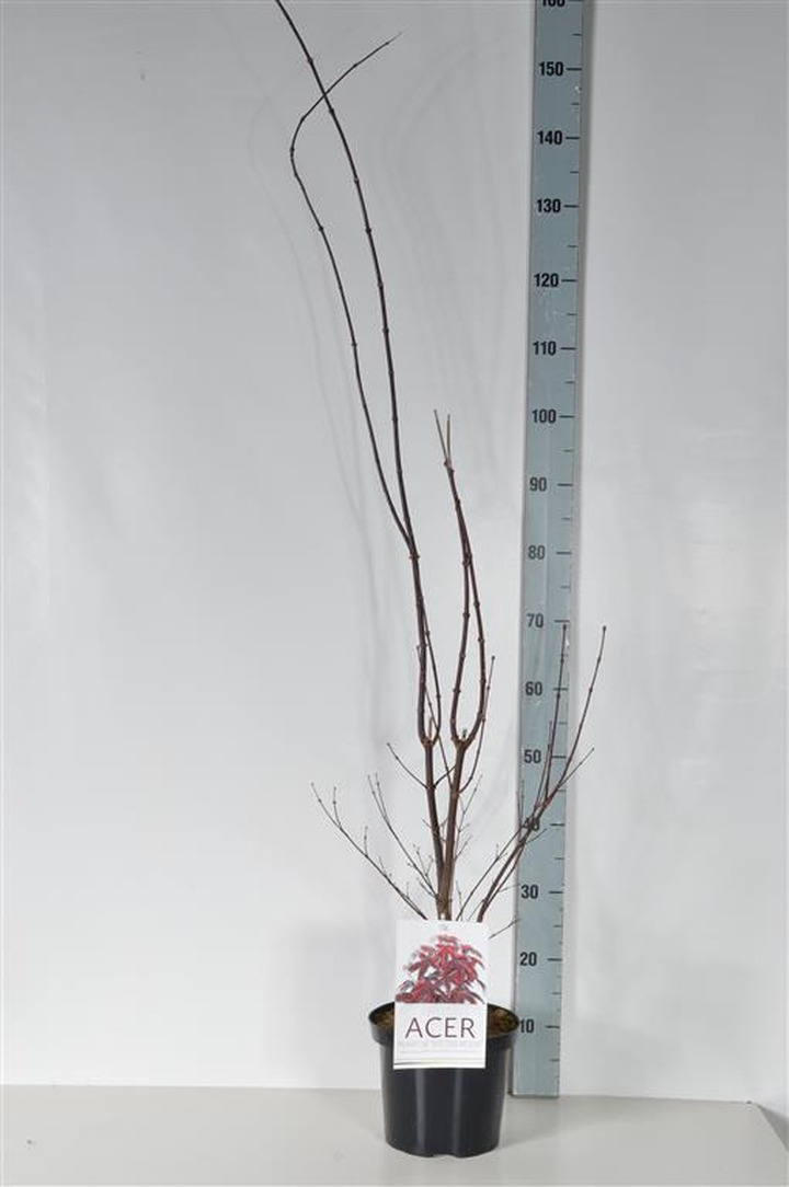 Klevas plaštakinis (Lot Acer pal.) 'Skeeter's Broom' C4/P21 50-60 CM | KLEVAI | MEDŽIAI