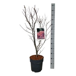 Klevas plaštakinis (Lot Acer pal.) 'Skeeter's Broom' C10 60-80 CM - nuotrauka 1
