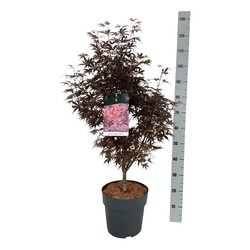 Klevas plaštakinis (Lot Acer pal.) 'Skeeter's Broom' C10 60-80 CM - nuotrauka 2
