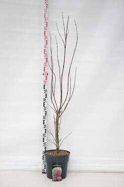 Klevas plaštakinis (Lot Acer pal.) 'Skeeter's Broom' C12 100-125 CM