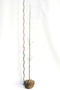 Klevas platanalapis (Lot Acer pseudoplatanus)  175-200 CM BR